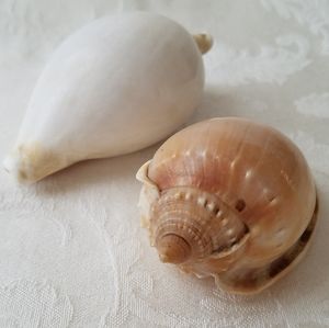 Pretty Natural Sea Shells